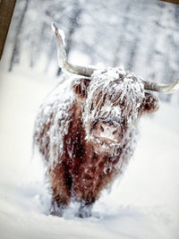 Ashwood Designs - Winter Cow print: Dark Walnut / 13x17