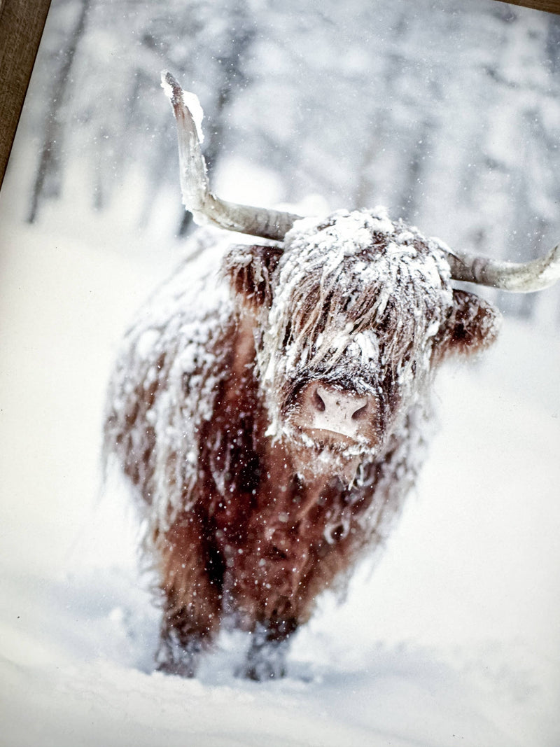 Ashwood Designs - Winter Cow print: Dark Walnut / 13x17
